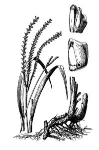 Eastern Gamagrass /
Tripsacum dactyloides